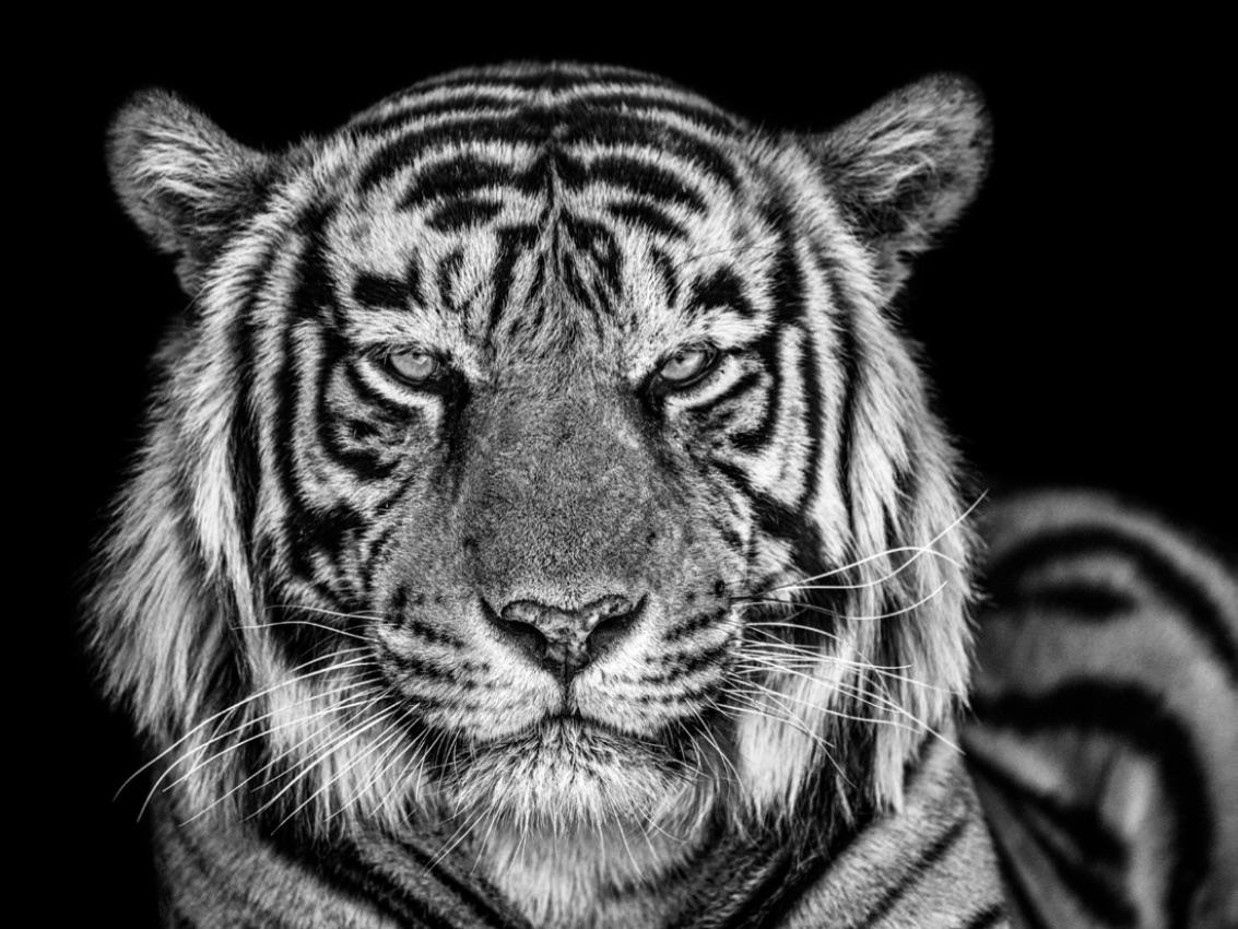 Black and White Photograph de David Yarrow - La Cueva