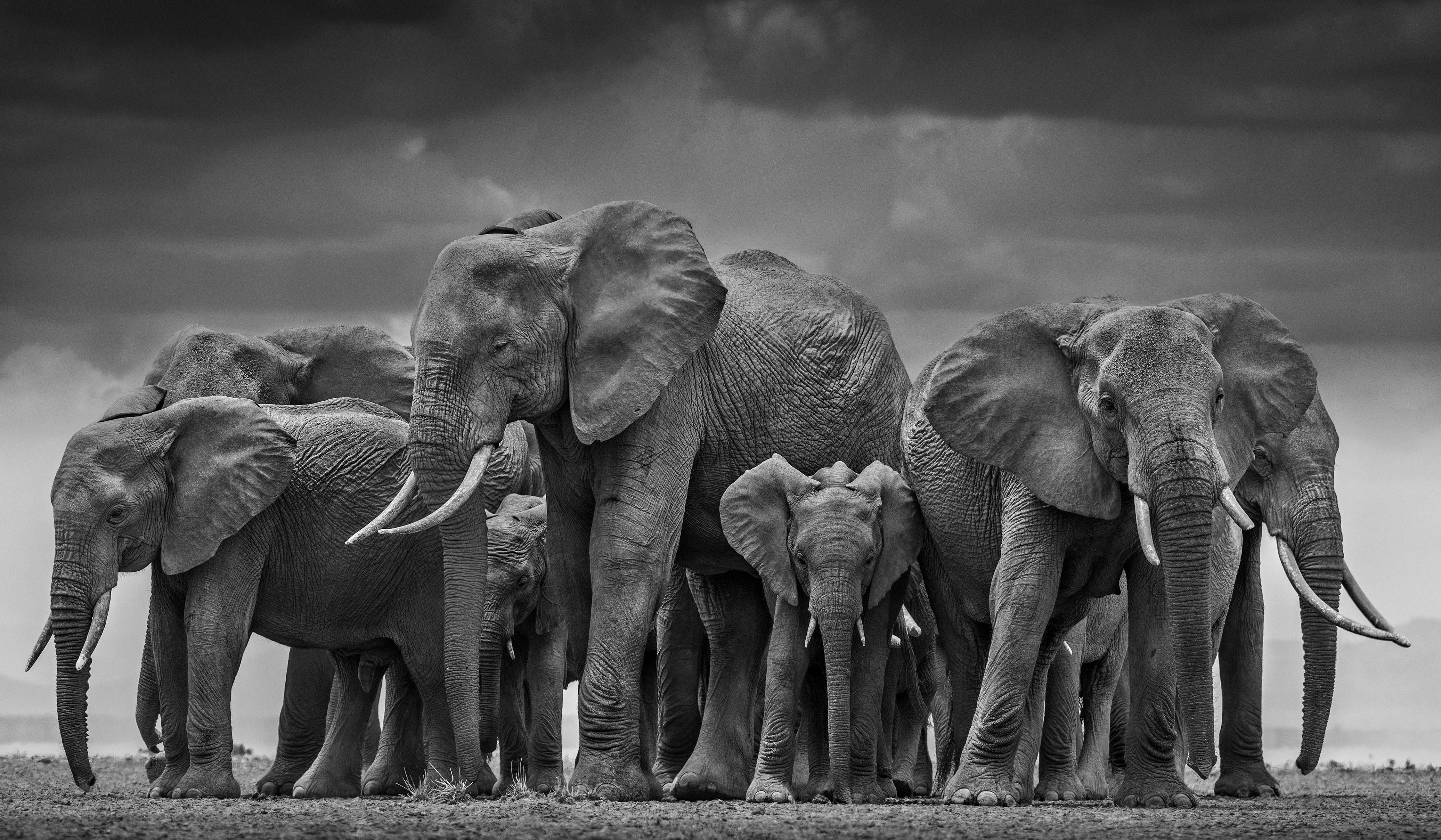 David Yarrow Landscape Photograph - The Circle of Life