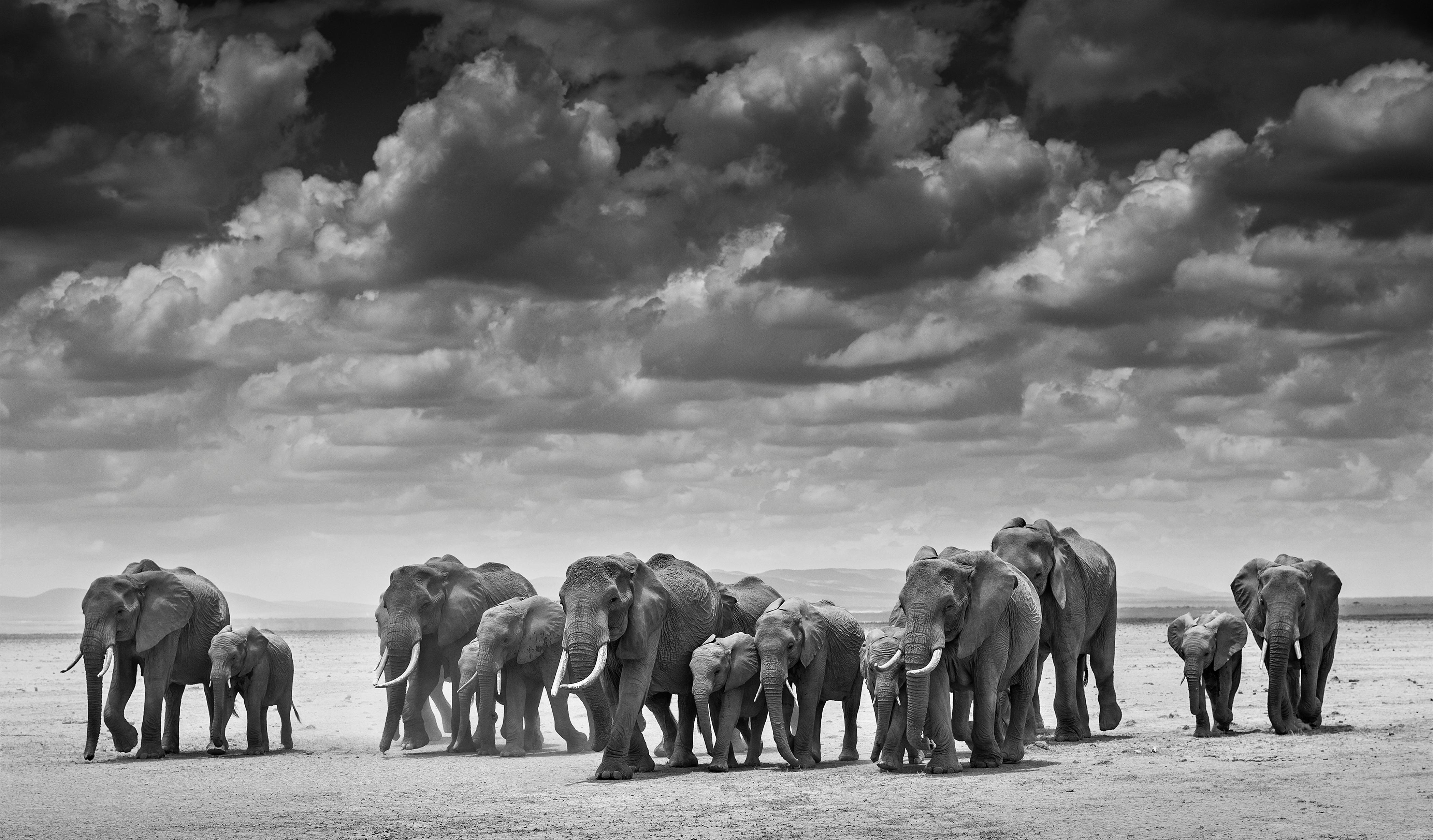 David Yarrow Black and White Photograph - The Crossing