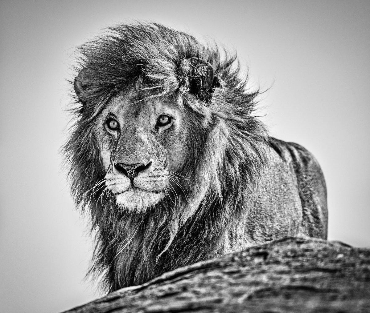 Black and White Photograph di David Yarrow - La cura