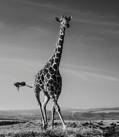 The Dancing Giraffe, Black and White Animal Photography 