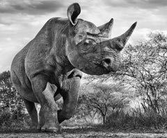 The Departed, Tanzania by David Yarrow - Contemporary Wildlife Photography