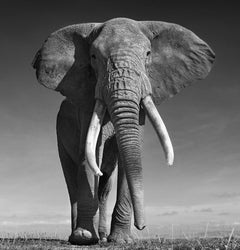 The Don, Kenya by David Yarrow - Contemporary Wildlife Photography - Elephants