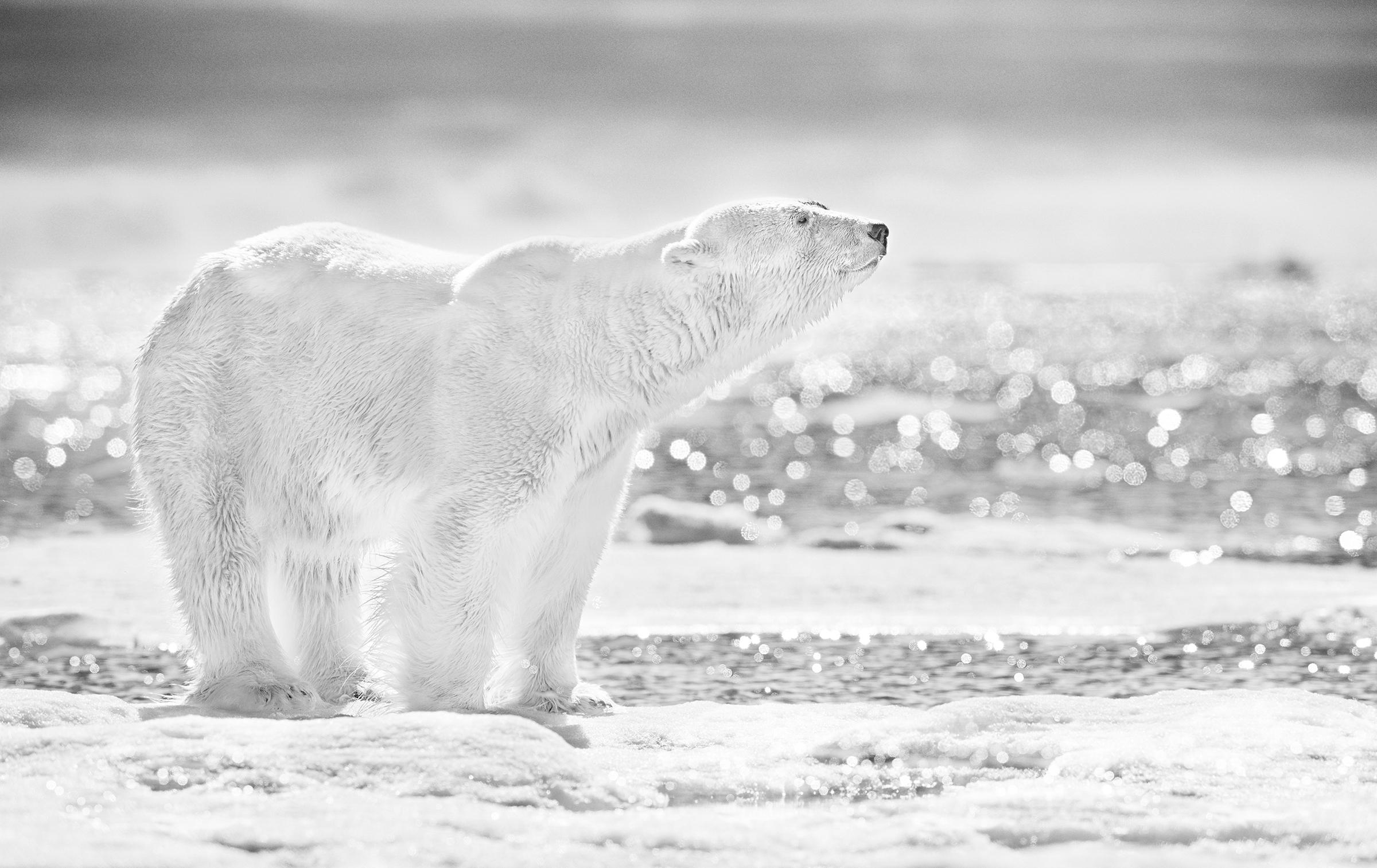 Der Kaiser des Nordens
Svalbard, Norwegen - 2017

Archivalischer Pigmentdruck auf 315gsm Hahnemühle Photo Rag Baryta Papier 

Auflagenhöhe: 12

Verfügbare Größen:

Standard 
Bildgröße: 37" x 59"
Gerahmt Größe: 52" x 74"

Groß 
Bildgröße: 56" x