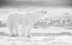 The Emperor of the North, Norway by David Yarrow - Wildlife Photography