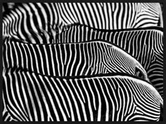 Die Fabrik - Nahaufnahme von wilden Zebras, Abstrakte Kunstfotografie, Wildtiere