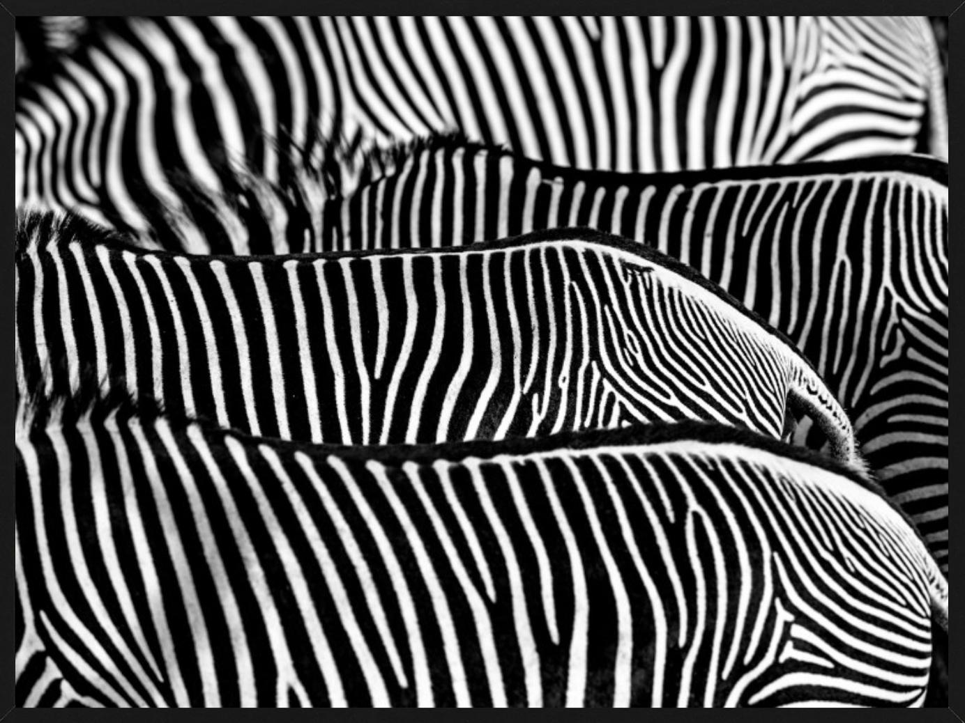 The Factory - fine art photography wildlife of zebras, abstract line pattern - Photograph by David Yarrow