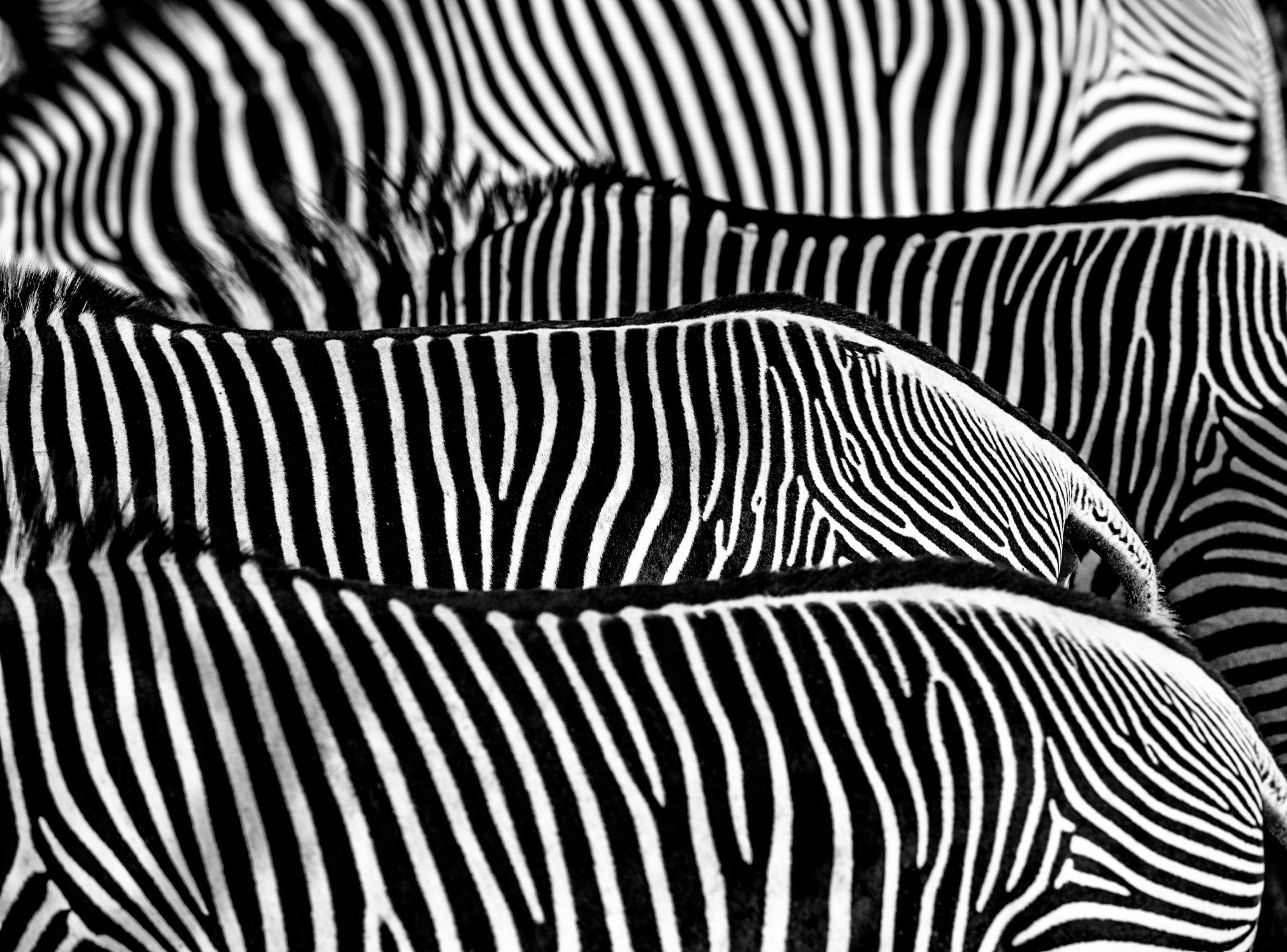 David Yarrow Black and White Photograph - The Factory - fine art photography wildlife of zebras, abstract line pattern