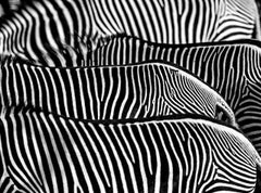 The Factory - photographie d'art - faune sauvage de zèbres, motif au trait abstrait