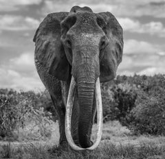 The Final Few, by David Yarrow - Contemporary Wildlife Photography - Elephants