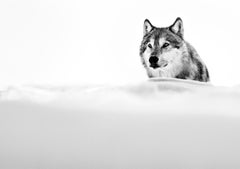 The Focused Wolf