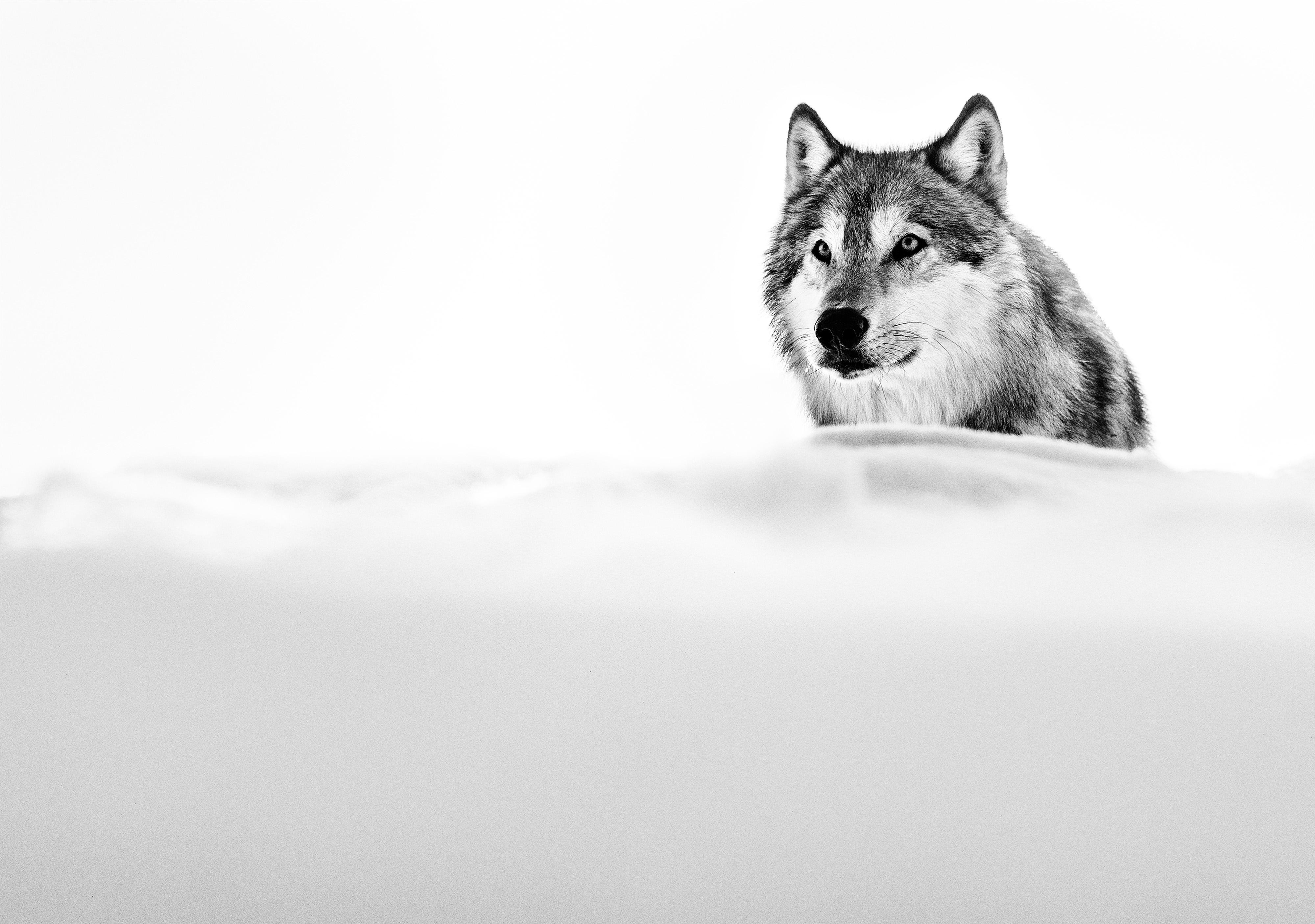 The Focused Wolf, Montana par David Yarrow - Photographie contemporaine de la vie sauvage