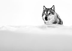 The Focused Wolf, Montana by David Yarrow - Contemporary Wildlife Photography