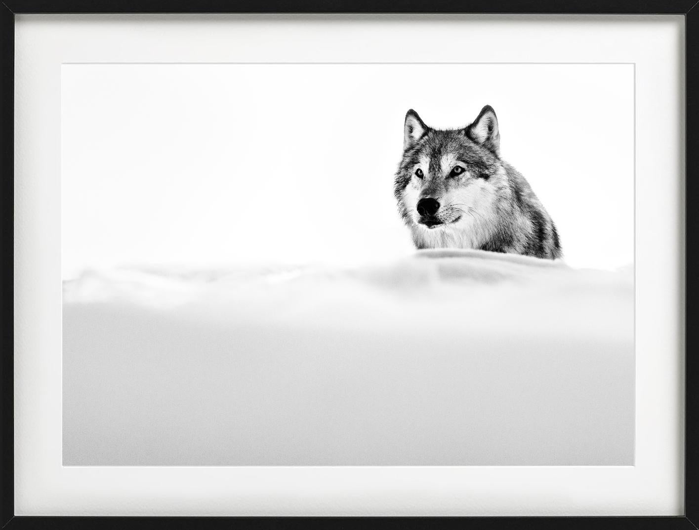 Black and White Image of a wolf focused on its environment in the snow photographed by David Yarrow.

All prints are limited edition. Available in multiple sizes. High-end framing on request.

All prints are done and signed by the artist. The