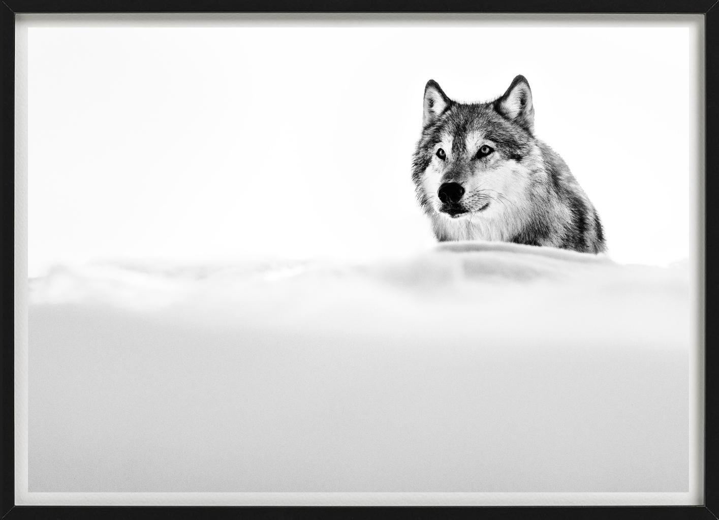 The Focused Wolf, Wolf in the snow, Black and white, Fine Art Photography For Sale 1