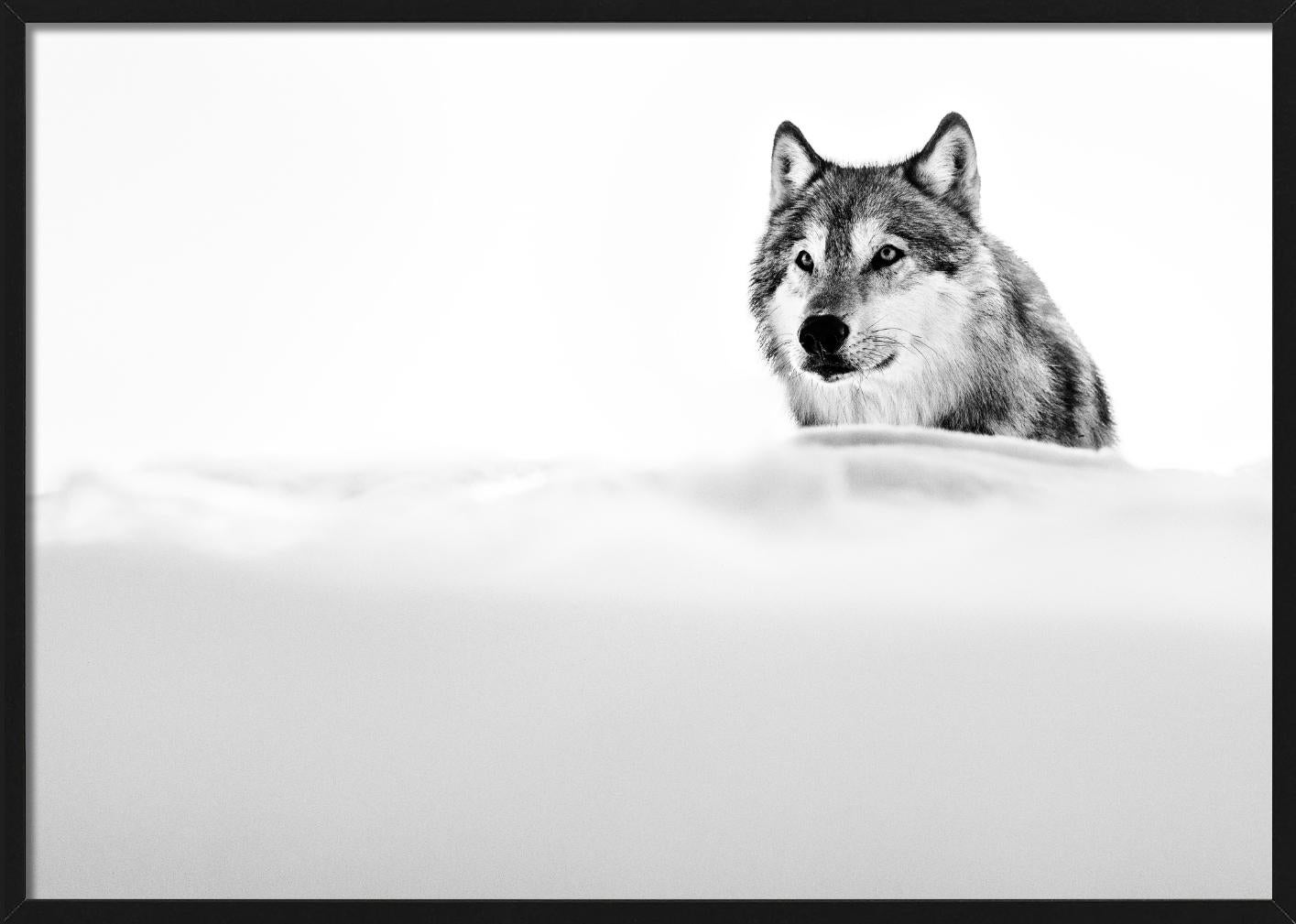 The Focused Wolf, Wolf in the snow, Black and white, Fine Art Photography For Sale 2