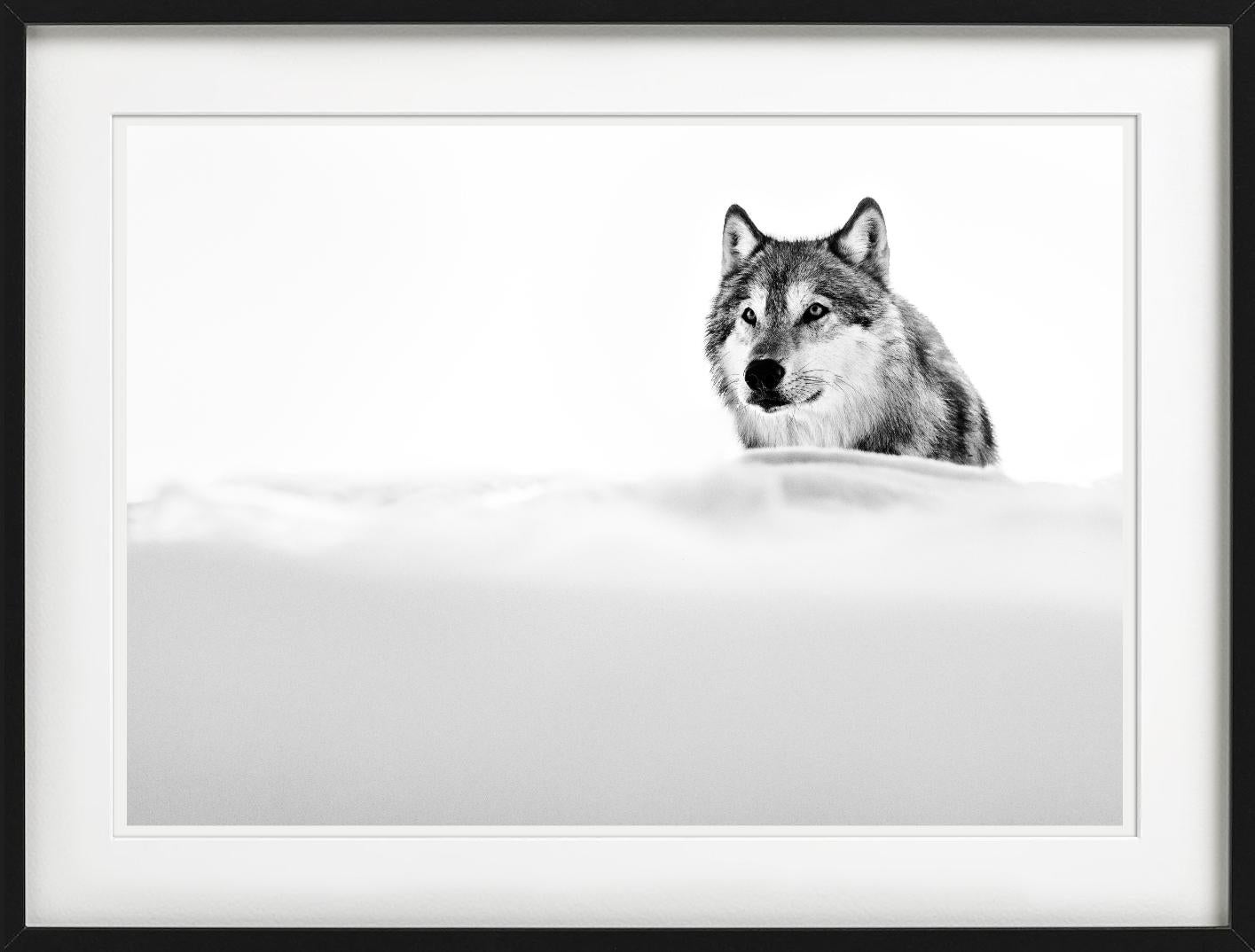 The Focused Wolf, Wolf in the snow, Black and white, Fine Art Photography For Sale 3