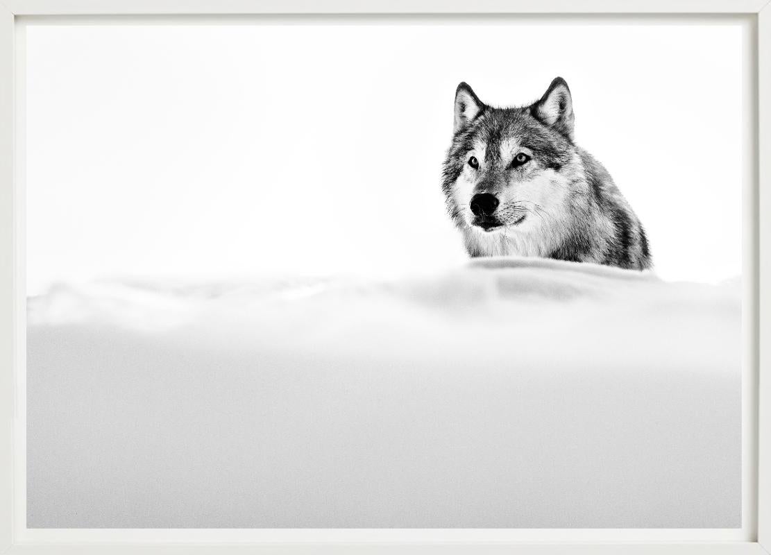 The Focused Wolf, Wolf in the snow, Black and white, Fine Art Photography For Sale 4