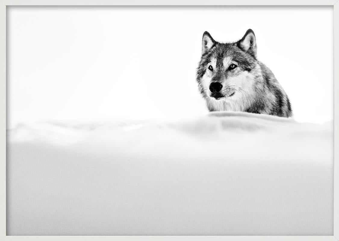 The Focused Wolf, Wolf in the snow, Black and white, Fine Art Photography For Sale 5