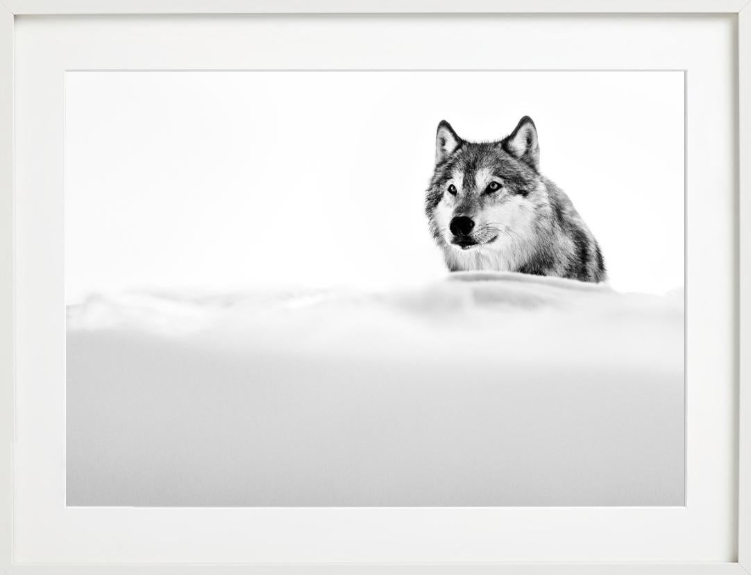 The Focused Wolf, Wolf in the snow, Black and white, Fine Art Photography For Sale 6