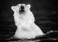 El abrigo de piel, Alaska por David Yarrow - Fotografía contemporánea de la fauna salvaje