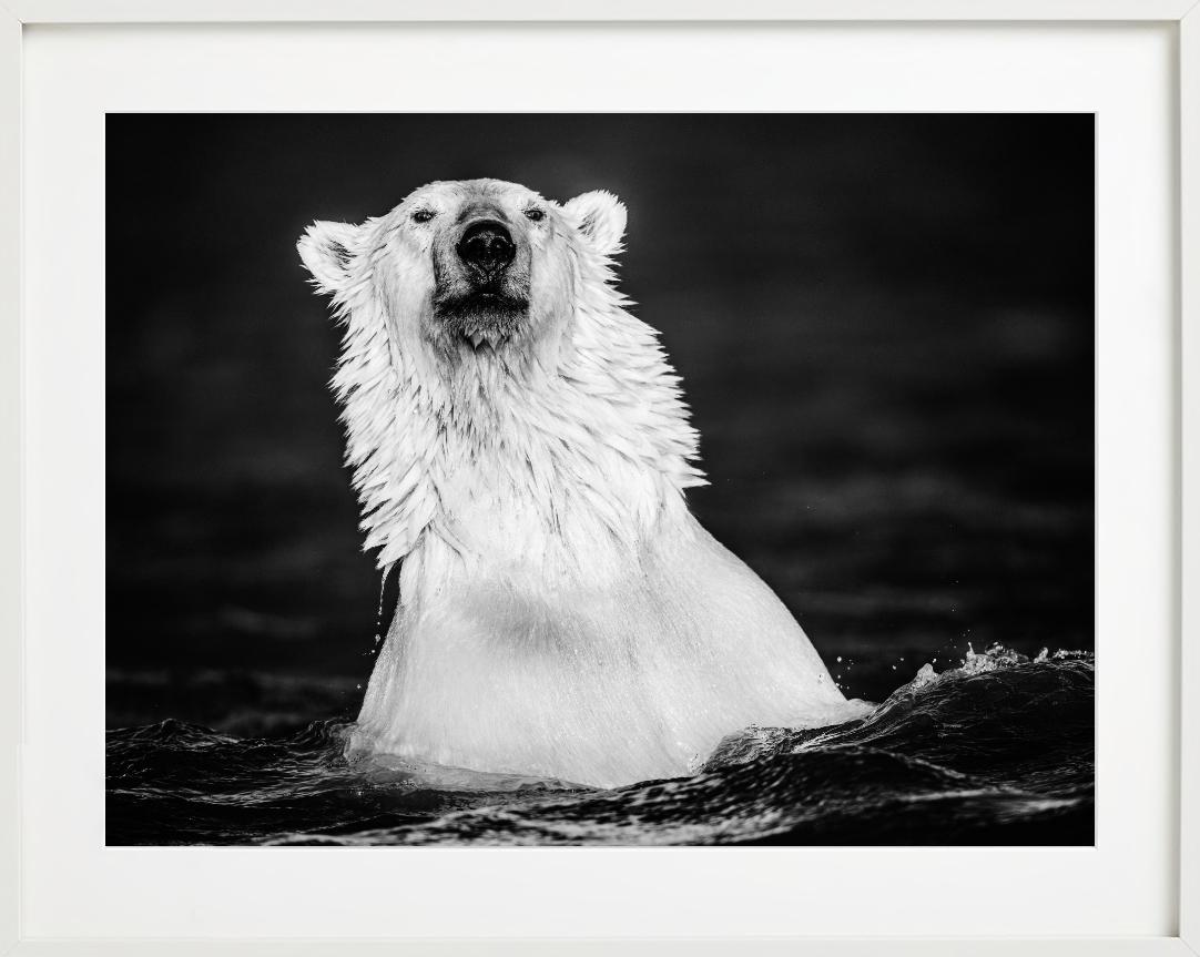Le manteau de fourrure - Up&Up d'un ours polaire qui se baigne, photographie d'art, 2018. en vente 5