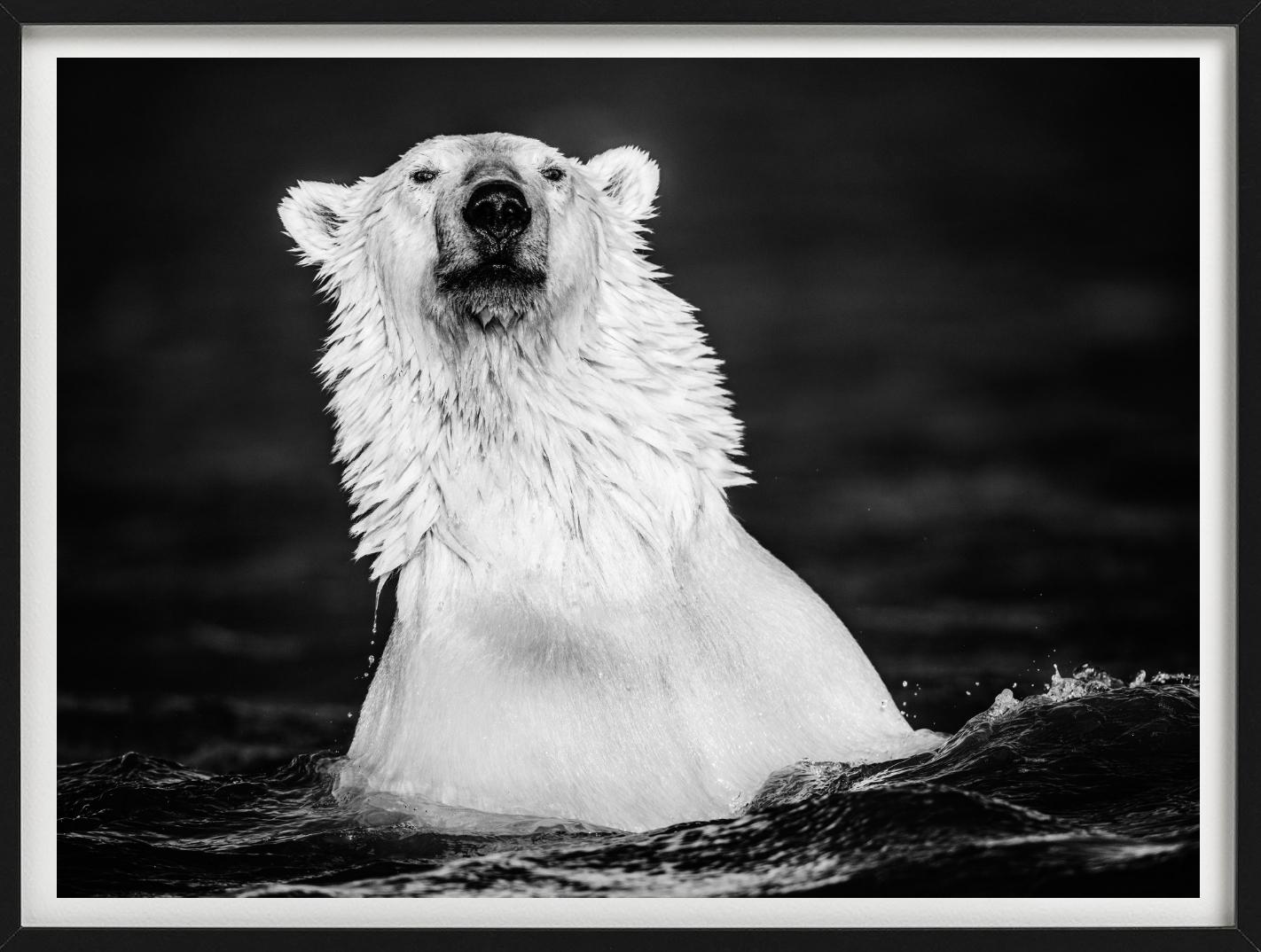 Le manteau de fourrure - Up&Up d'un ours polaire qui se baigne, photographie d'art, 2018. - Contemporain Photograph par David Yarrow