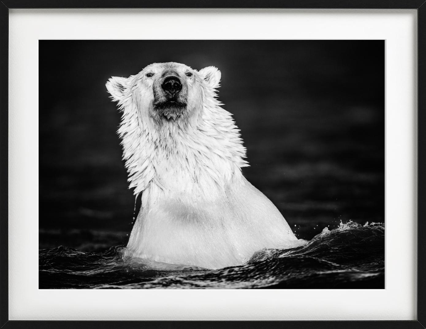 Le manteau de fourrure - Up&Up d'un ours polaire qui se baigne, photographie d'art, 2018. - Noir Figurative Photograph par David Yarrow