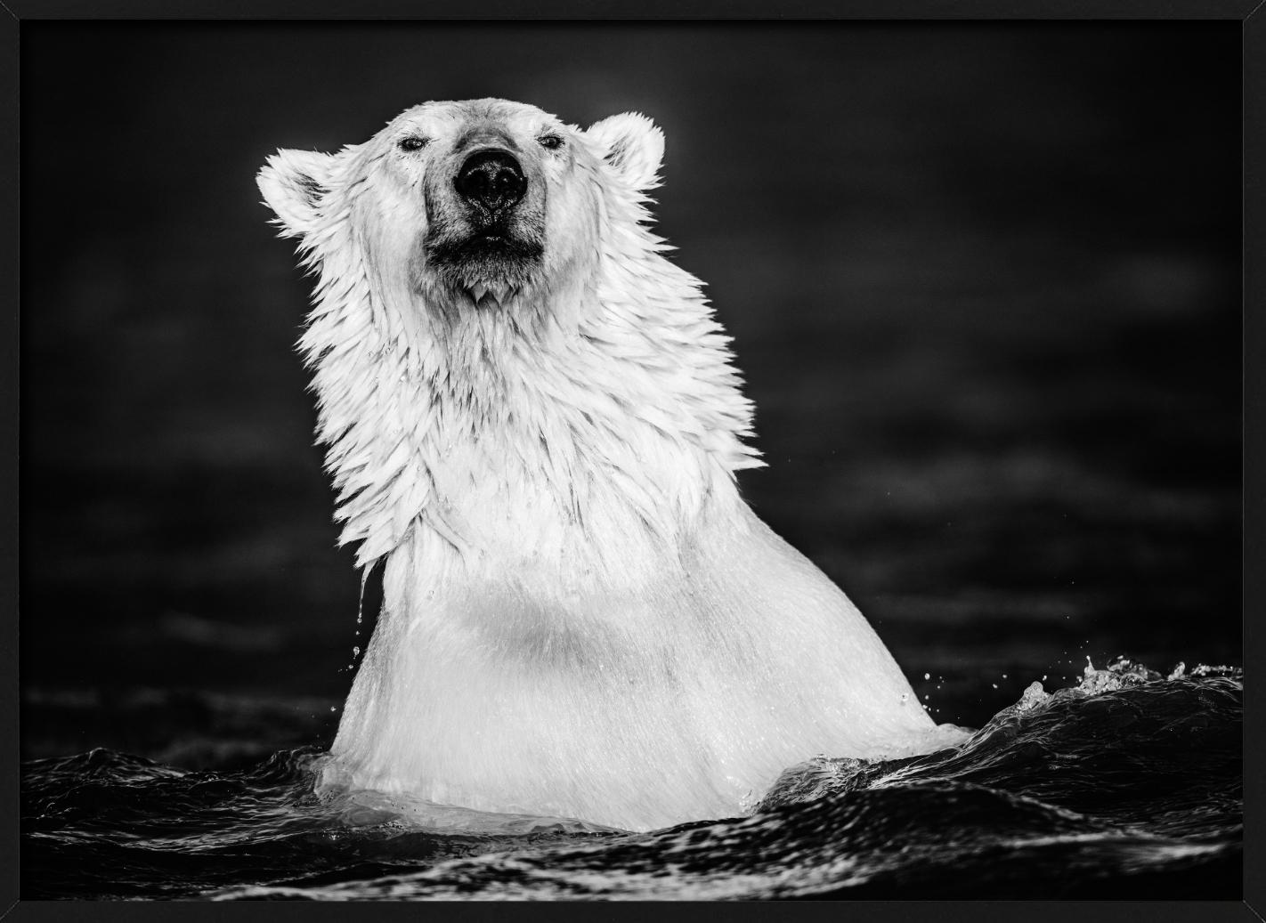 Le manteau de fourrure - Up&Up d'un ours polaire qui se baigne, photographie d'art, 2018. en vente 2