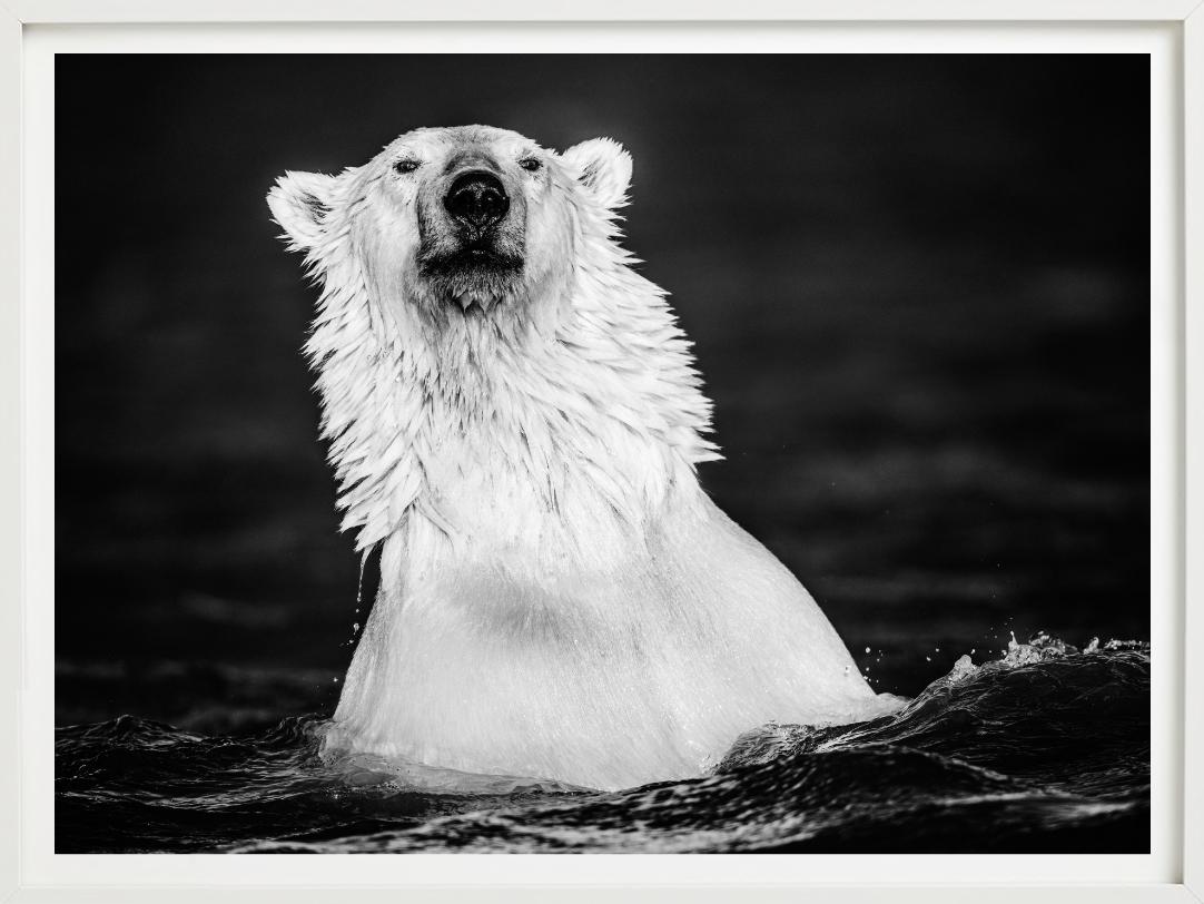 Le manteau de fourrure - Up&Up d'un ours polaire qui se baigne, photographie d'art, 2018. en vente 3