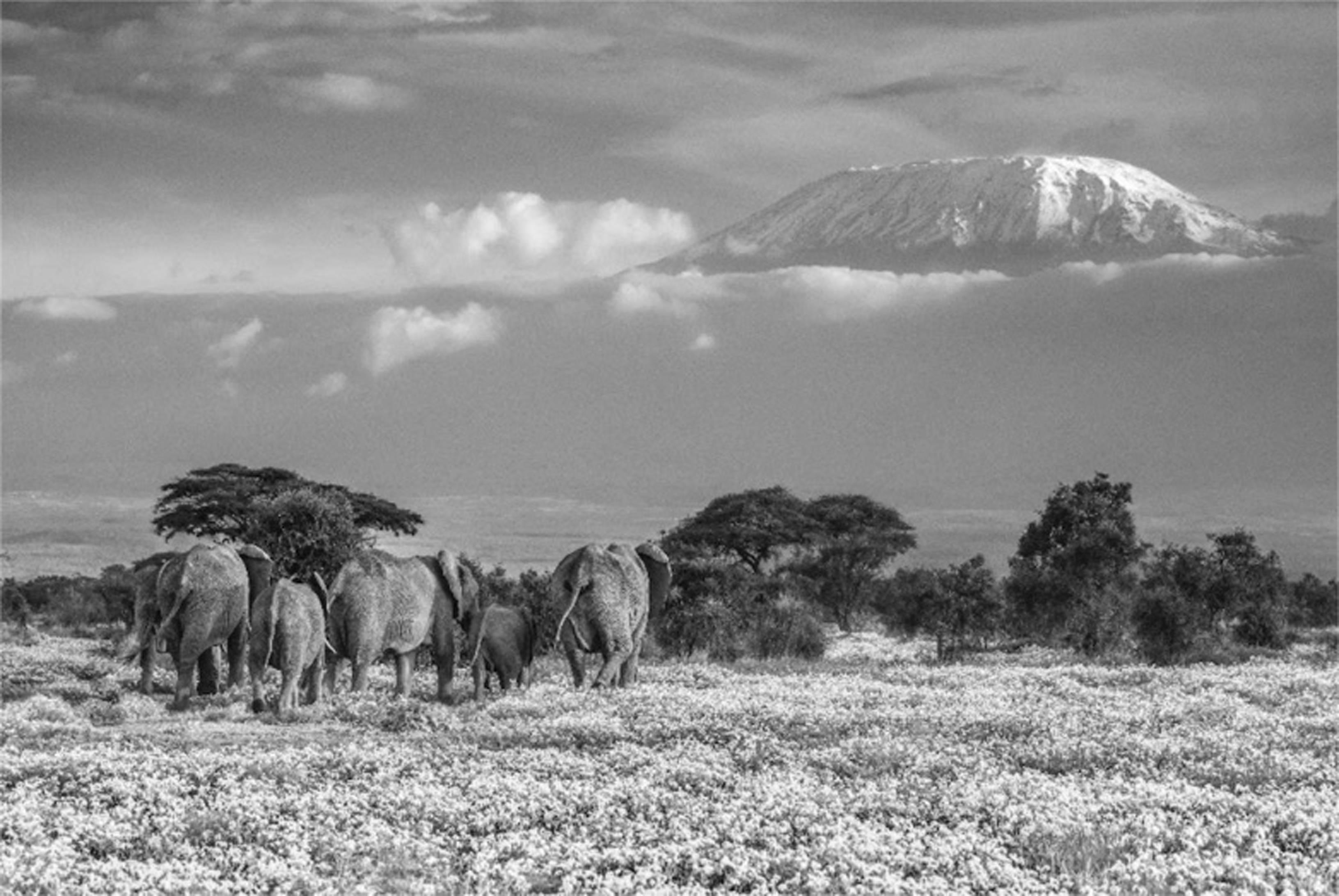 Black and White Photograph de David Yarrow - El Jardín del Edén