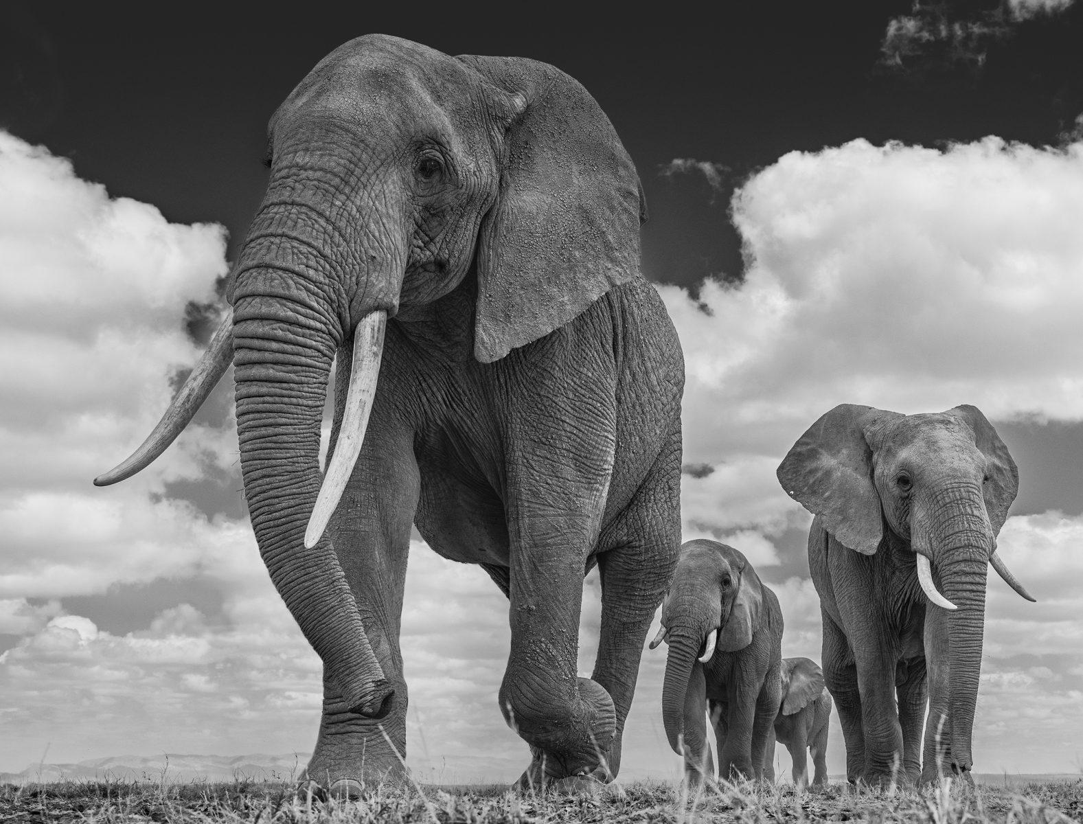 "The Garrison"
Amboseli, Kenya - 2016

Archival Pigment Print on 315gsm Hahnemühle Photo Rag Baryta Paper 

Edition Size: 12

Standard Size
Image Size: 37" x 49"
Framed Size: 52" x 64"

Large Size
Image Size: 56" x 74"
Framed Size: 71" x