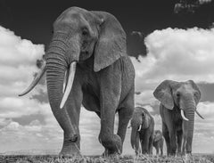 The Garrison by David Yarrow - Contemporary Wildlife Photography - Elephants