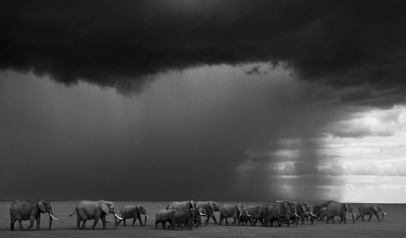 Black and White Photograph David Yarrow - La tempête qui s
annonce