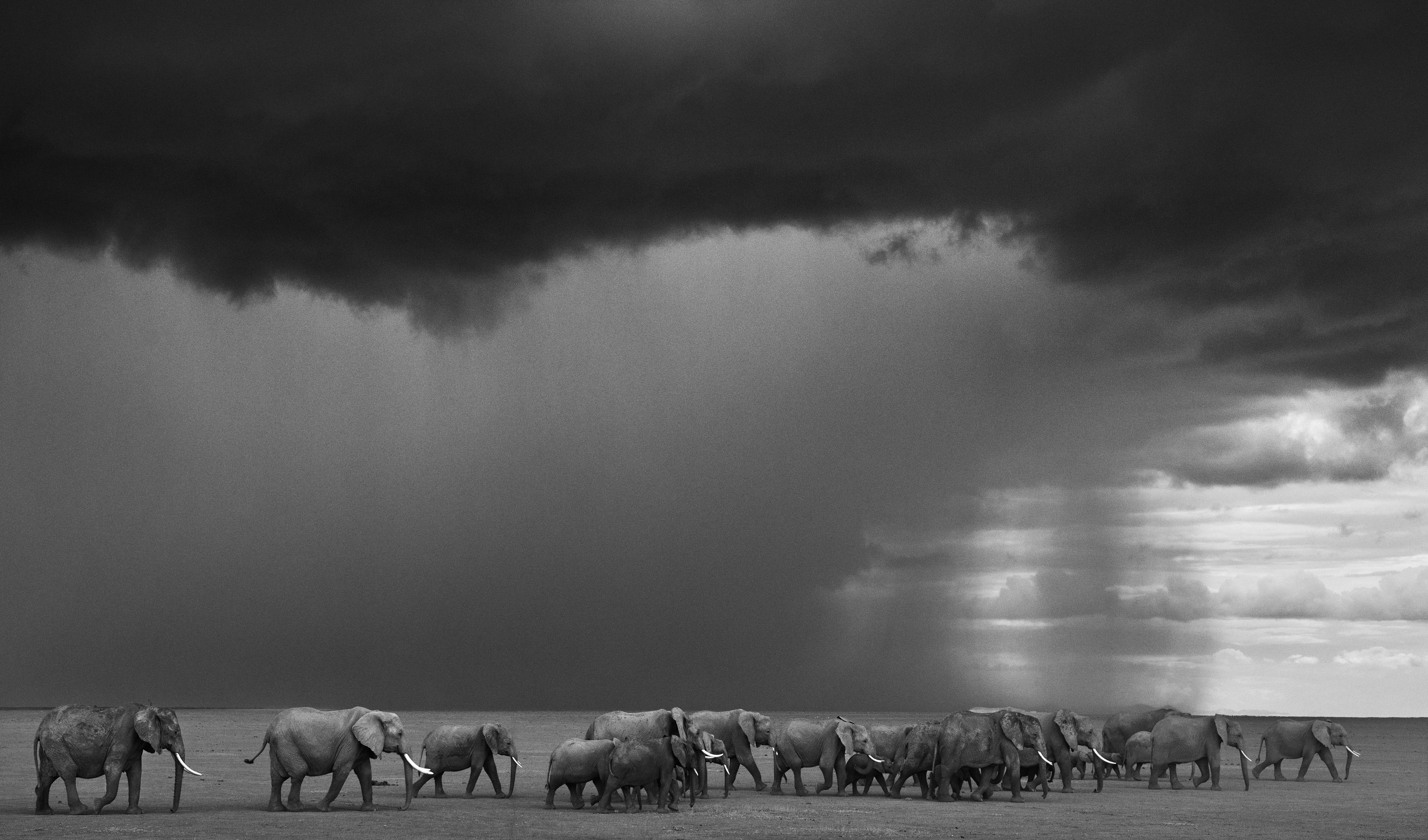 "Der aufkommende Sturm"
Amboseli, Kenia - 2012

Archivalischer Pigmentdruck auf 315gsm Hahnemühle Photo Rag Baryta Papier 

Auflagenhöhe: 12

Standardgröße
Bild Größe: 30" x 51"
Gerahmt Größe: 45" x 66"

Großes Format
Bildgröße: 45" x 77"
Gerahmt