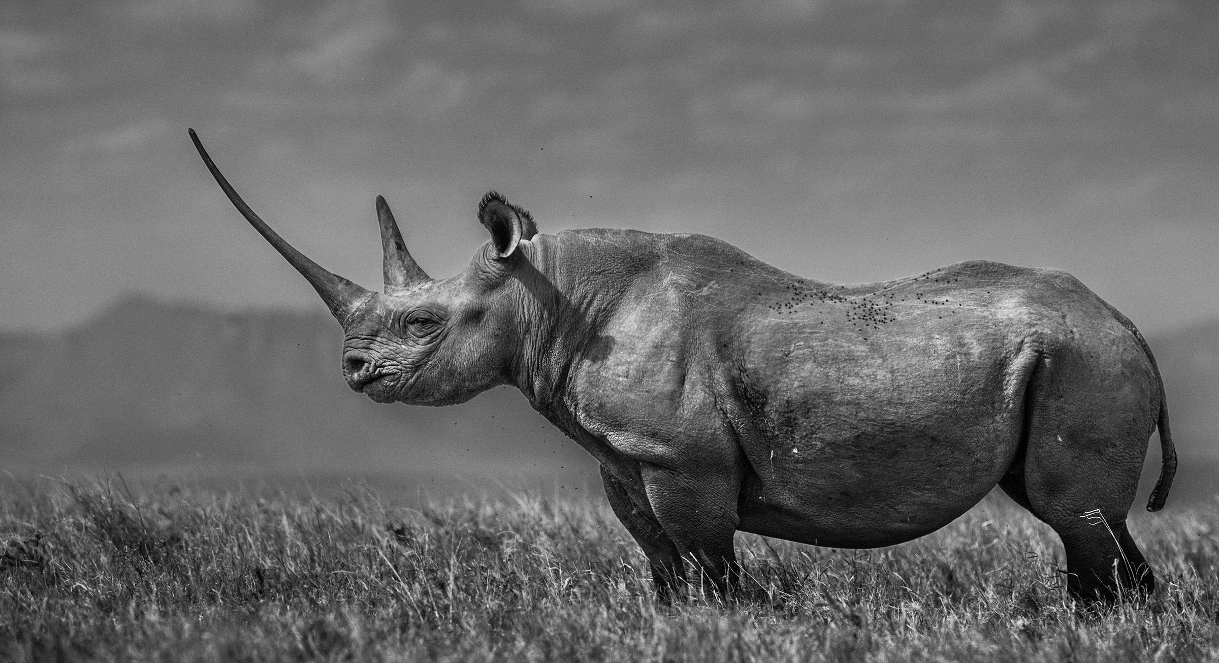 La fille de la Hille
Lewa, Kenya 2017

Impression pigmentaire d'archives sur papier baryté Hahnemühle Photo Rag 315 g/m². 

Taille de l'édition : 12

Tailles disponibles :

Standard 
Taille de l'image : 37" x 68"
Encadré Taille : 52" x 83"

Large