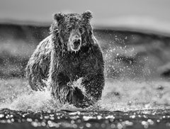 The Happy Bear, Alaska by David Yarrow - Contemporary Wildlife Photography