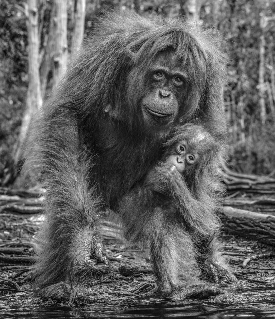 David Yarrow Black and White Photograph - The House of Orange