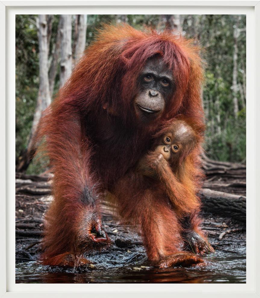 The House Of Orange - Orangutan Mother And Child, photographie d'art, 2018 en vente 5