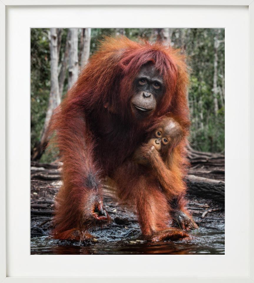 The House Of Orange - Orangutan Mother And Child, photographie d'art, 2018 - Contemporain Photograph par David Yarrow