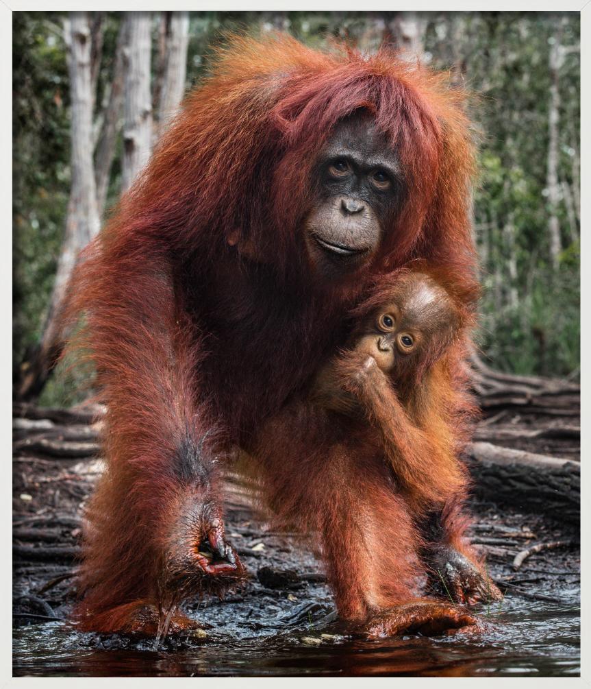 The House Of Orange - Orangutan Mother And Child, photographie d'art, 2018 - Noir Figurative Photograph par David Yarrow