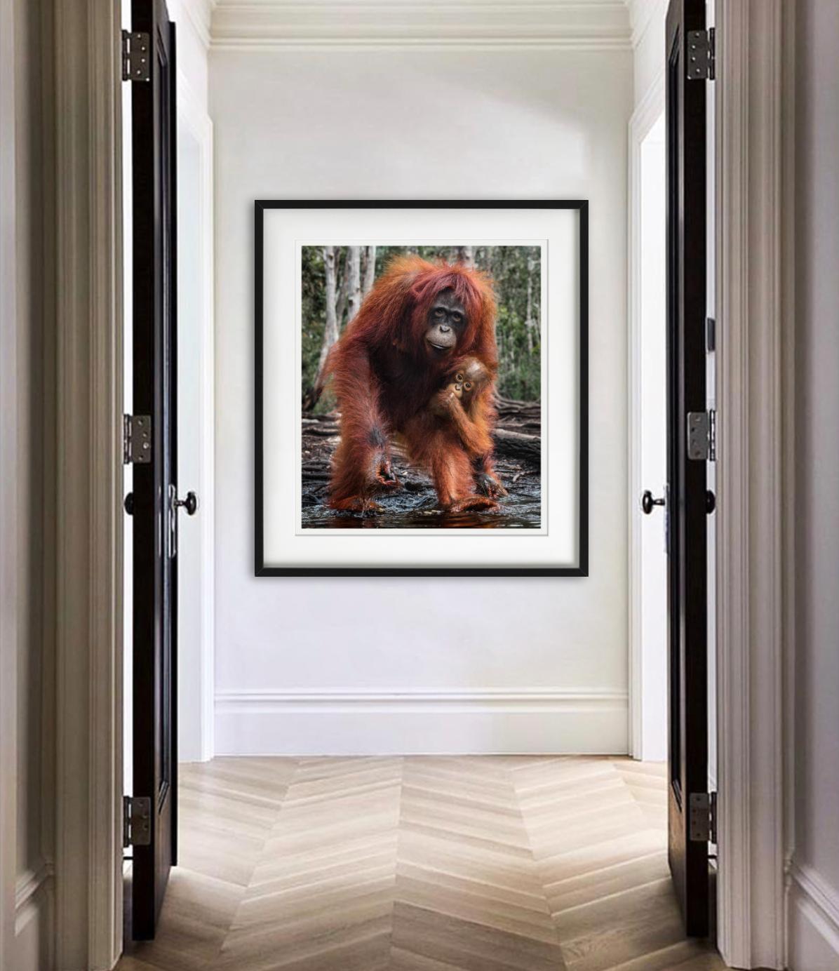 The House of Orange, portrait en couleur d'une mère et de son bébé orang-outan dans la jungle, photographié par David Yarrow.  

Tous les tirages sont en édition limitée. Disponible en plusieurs tailles. Encadrement haut de gamme sur