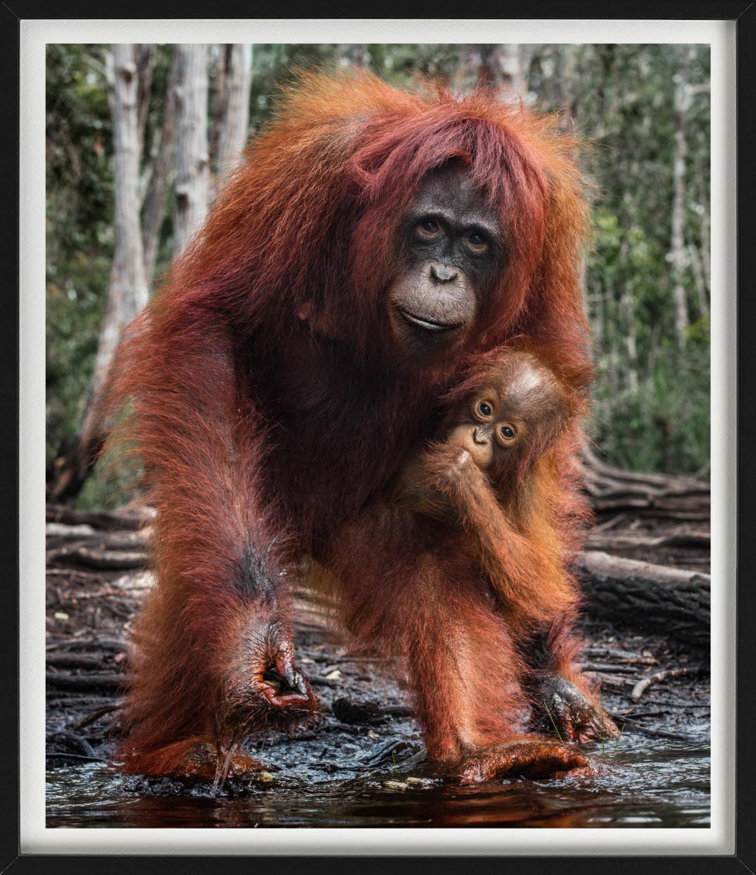 The House Of Orange - Orangutan Mother And Child, photographie d'art, 2018 en vente 1