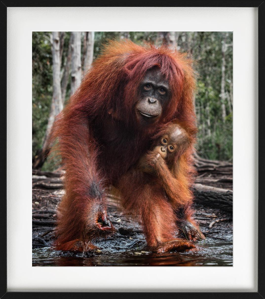 The House Of Orange - Orangutan Mother And Child, photographie d'art, 2018 en vente 2
