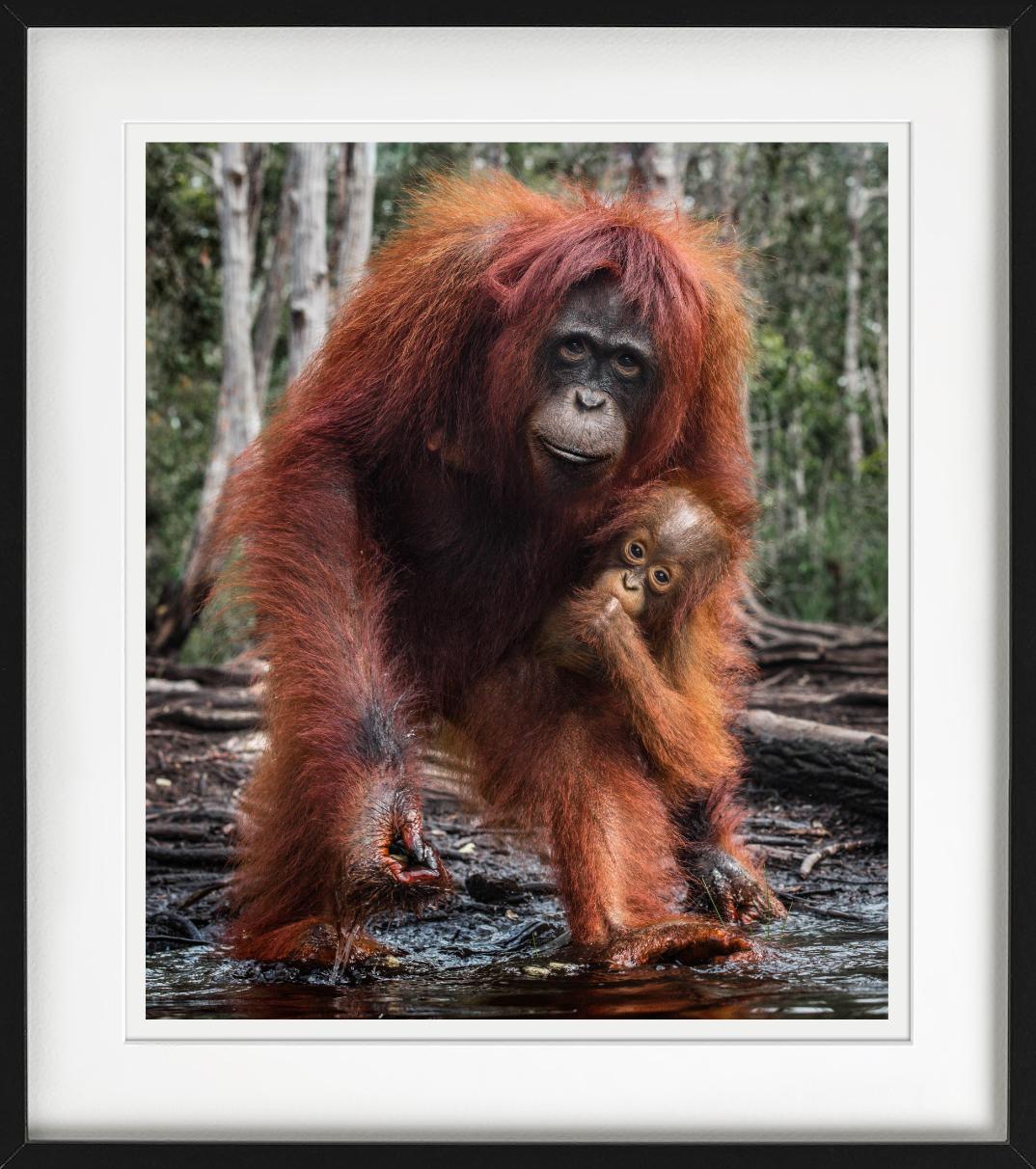 The House Of Orange - Orangutan Mother And Child, photographie d'art, 2018 en vente 3