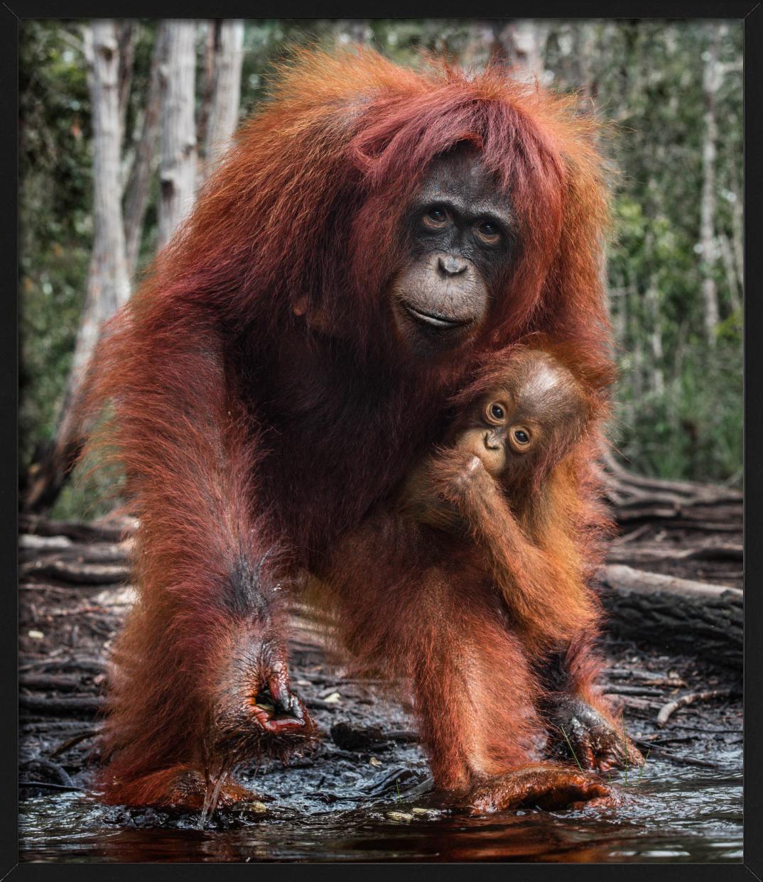 The House Of Orange - Orangutan Mother And Child, photographie d'art, 2018 en vente 4