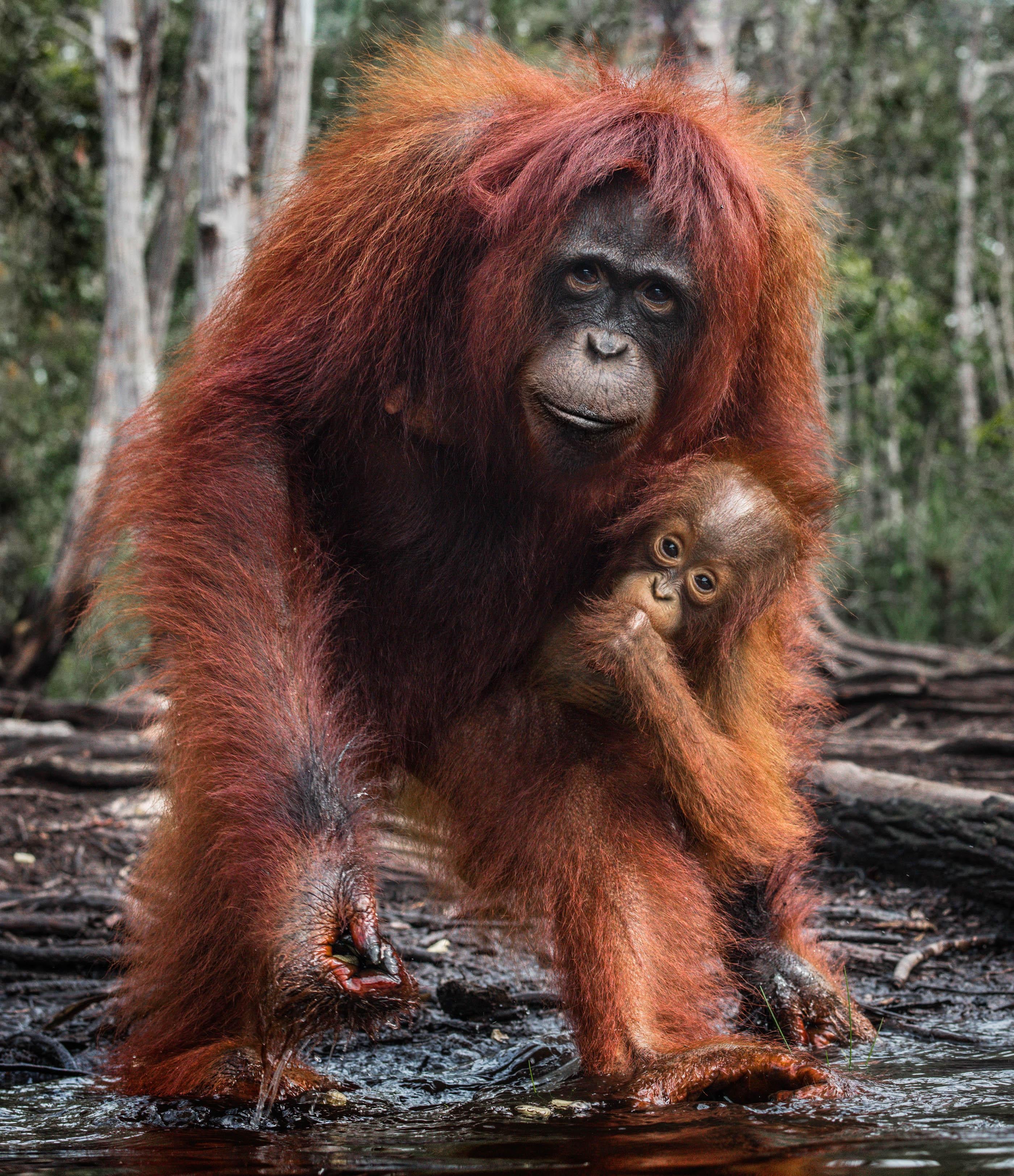 Animal Color Photography