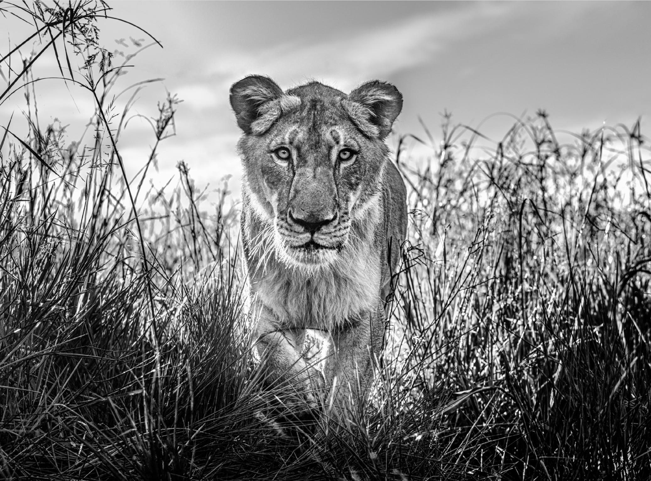 David Yarrow Black and White Photograph - The Hunter