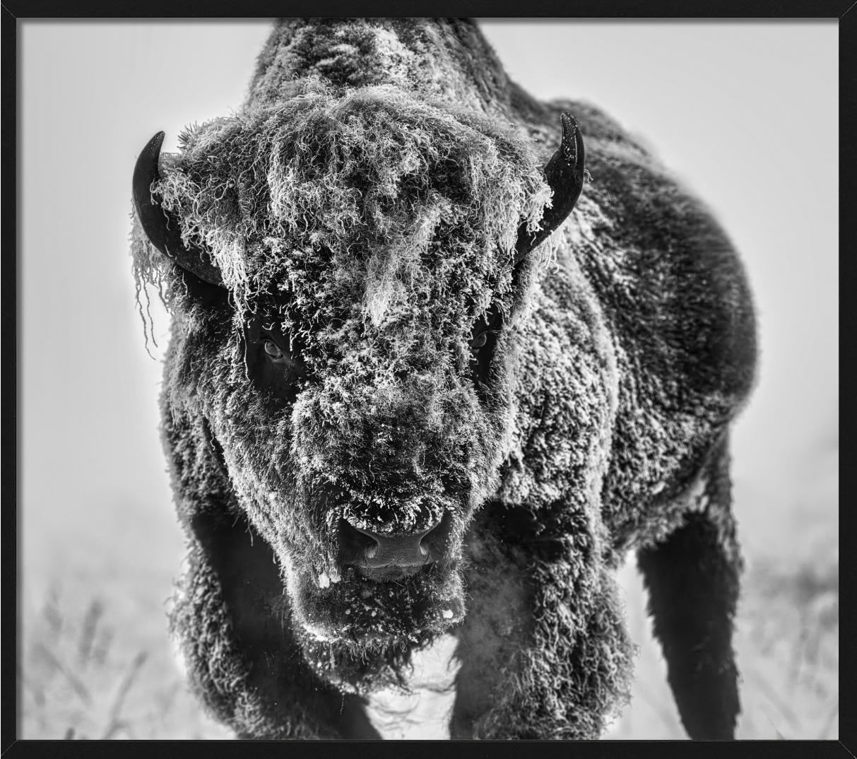 The Ice Monster – Bison in a Snow Storm, Kunstfotografie, 2025 im Angebot 5