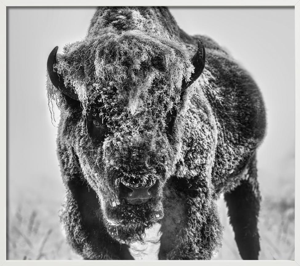 The Ice Monster – Bison in a Snow Storm, Kunstfotografie, 2025 im Angebot 6